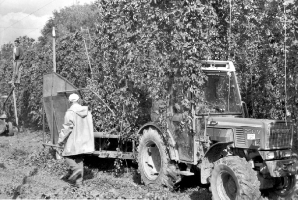 Organic hops being picked. Tractor and trailer (one of two operating) with picking deck on left. The hops have been cut at ground level so that the bines fall into the trailer.