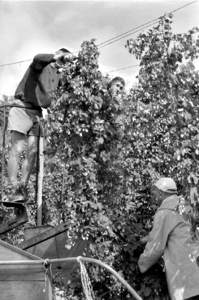 The ‘Kiwi Gang’ cut the tops of the organic Wye target hops from the top wire, the base of each bine
has been cut at ground level, so that the full bine drops into the following trailer.