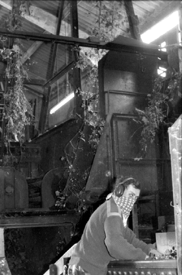 ‘A dusty job’, working on the conveyor system where each bine is stripped.