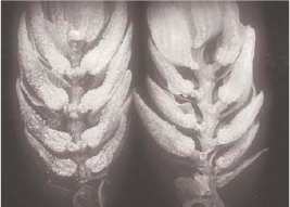 Figure 1. Comparison of the resin content of hop cones between a
variety bred at the end of the twentieth century (left) and a grower
selection from pre-1900 (right). (EMR)