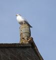 Gable end decoration. No need for a weather vane; seagulls always face into the wind