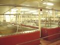 General view of the fermenting room, there are 23 vessels, ten of them Yorkshires