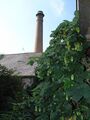 Hops growing in the brewery yard