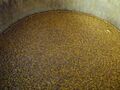 Finished yeast crop