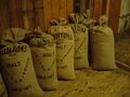 Muntons malt still in hessian sacks